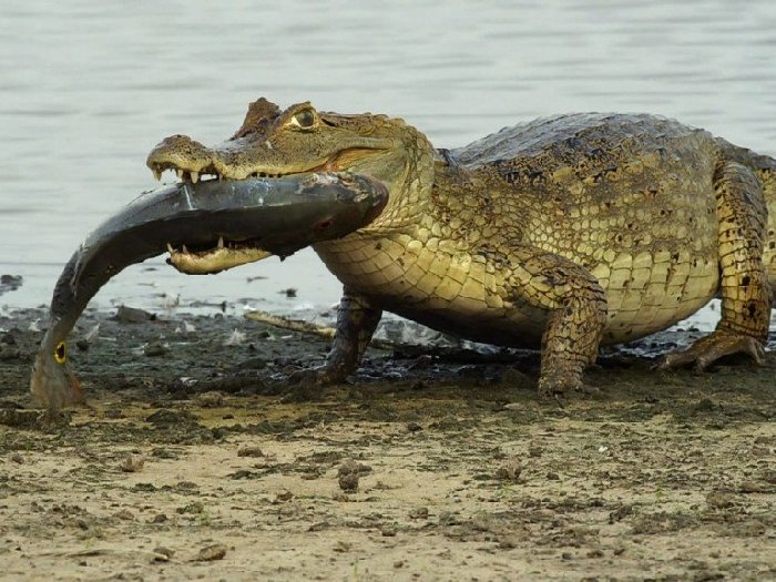 Пища нильcкого крокодила